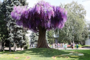 Омская выставка «Флора» откроется в этом году 2 августа
