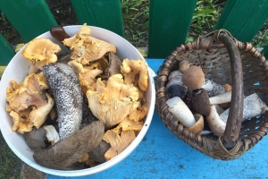 Подберезовики, опята и коровники: омичи показали, какие грибы собирают в начале лета