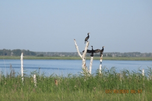 В Омской области заметили редких  птиц - бакланов 