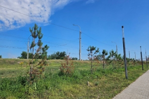 В центре Омска обновят зеленые насаждения