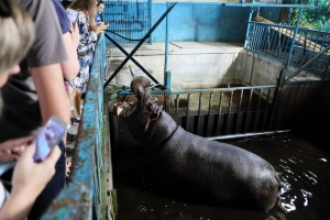 Большереченский зоопарк оштрафовали на 100 тысяч рублей за тесный вольер для бегемота