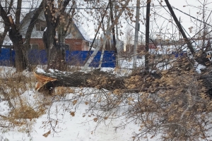 В Омске огромное дерево упало в нескольких метрах от семьи  с ребенком