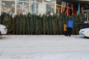 Куда в Омске выбрасывать новогодние деревья - ответ регоператора