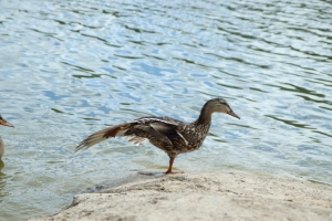 У Старозагородной рощи в Омске заметили утку со стрелой в боку