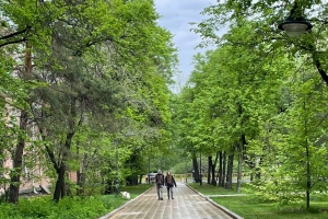 В Омске закупают сотни бородавчатых берез, тополей, боярышника и лип для осенней высадки