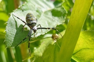 Жители Омска и области начали находить на участках пауков-ос: выяснили, опасны ли они для человека (фото)
