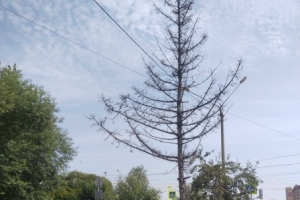 «Никто не ухаживает»: На Московке-2 в Омске без ухода засохли молодые деревья