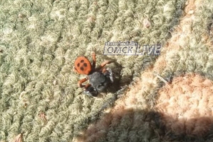 Омич нашел дома паука, похожего на редкого эрезуса