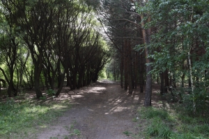 С начала грибного сезона в Омской области пропало более 100 человек