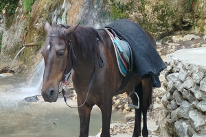 Лошади по колено в воде: Конюшни омского ипподрома затопило после дождей