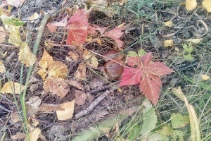 В Омске во второй раз потравят грызунов и клещей