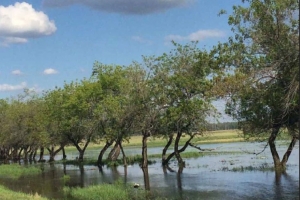 Из-за дождей под воду в Омской области ушло около 300 участков и почти 30 домов