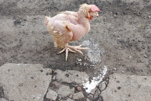 «Готовая к употреблению»: Жителям Омской области вместо изъятых больных свиней выдали голых кур