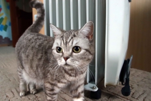 Районам, которые оказались без котельных накануне отопительного сезона, выделят деньги на закупку угля