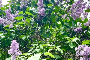 В Омске повторно распустилась сирень