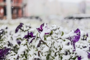 Туман и заморозки: омские синоптики рассказали о погоде в выходные