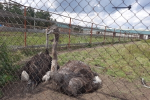 Страусиная ферма под Омском объявила, что закрывается до следующего года