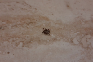 Клещи не сбавляют темп: омские больницы продолжают принимать пострадавших