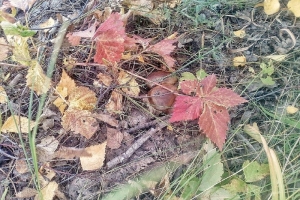 Главный омский парк завтра обработают от клещей