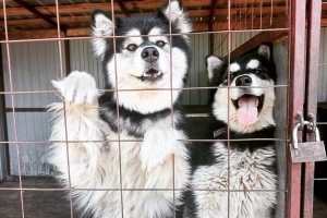 Семь хаски из омского парка остаются без хозяев