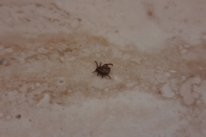 В омские больницы обратилось почти 5 тысяч человек, пострадавших от укусов клещей