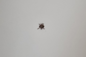 От укусов клещей в Омской области пострадали почти пять тысяч человек, треть из них дети