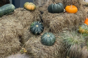 Осеннюю ярмарку садоводов проведут в Омске на двух площадках