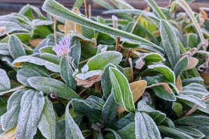 «Очень низкая температура»: Синоптики снова прогнозируют заморозки в Омской области