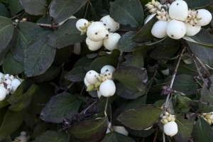 Омичей предупредили об опасных белых ягодах