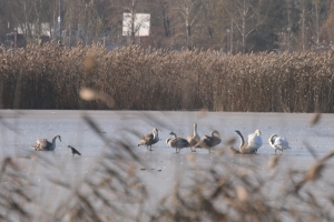 В омской «Птичьей гавани» рассказали, почему лебеди не улетают с замерзающего озера 