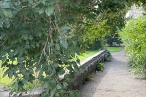 Мэр Омска Сергей Шелест сообщил о масштабной программе озеленения города