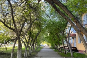 В Омске все же срубили яблоню на аллее вдоль Красного Пути