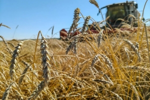 Виталий Хоценко сообщил об успешном сборе урожая в Омской области