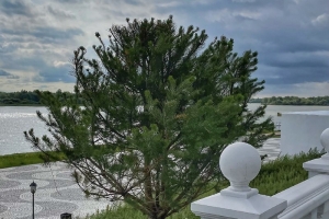 Окончательное решение: суд обязал отца омского депутата Чебыкиной снести понтон и забор у Иртыша в Усть-Заостровке