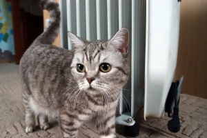 Мэрия отчиталась о подключении 98,5% домов к теплу, но омичи продолжают мерзнуть