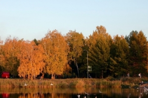 До конца октября в Омске обещают теплую погоду