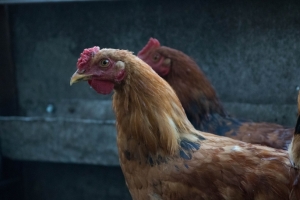 Из‑за опасной болезни птиц в Омской области объявлен карантин