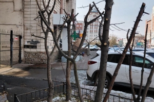 В Омске жители возмущены «варварской» обрезкой деревьев на улице Маршала Жукова