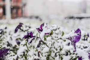 В Омской области ожидаются ночные морозы до -7 градусов