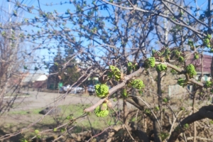 «Каменные джунгли и асфальт»: Омичей возмутила вырубка деревьев вдоль Маяковского