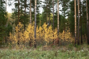 В Омске ищут подрядчика для охраны, защиты и воспроизводства лесов