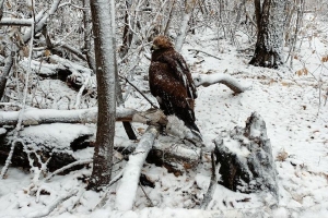 «Это природа, пусть дохнет или выхаживайте сами»: омская Птичья гавань отмахнулась от краснокнижной птицы