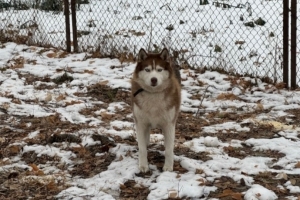 Предали дважды: бывшего питомца омского хаски‑парка нашли брошенным у ворот