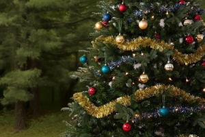 Администрация Тары просит жителей подарить городу главную новогоднюю ель