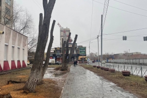 В центре Омска жестоко кронировали аллею возле детской библиотеки