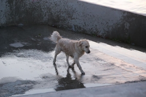 Омичка отсудила 40 тысяч рублей за укус собаки