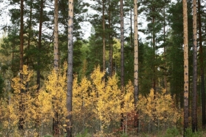 Из-за упавших деревьев погибли два жителя Омской области