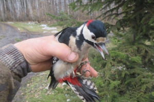 Птица беспомощно висела вниз головой: инспектор спас дятла в Омской области