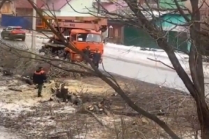 «Лесоповал на 19-й Марьяновской»: местные жители бьют тревогу