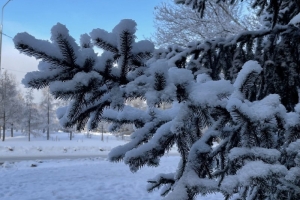 Хотел почистить веткой горку: елку в Амуре сломал подросток